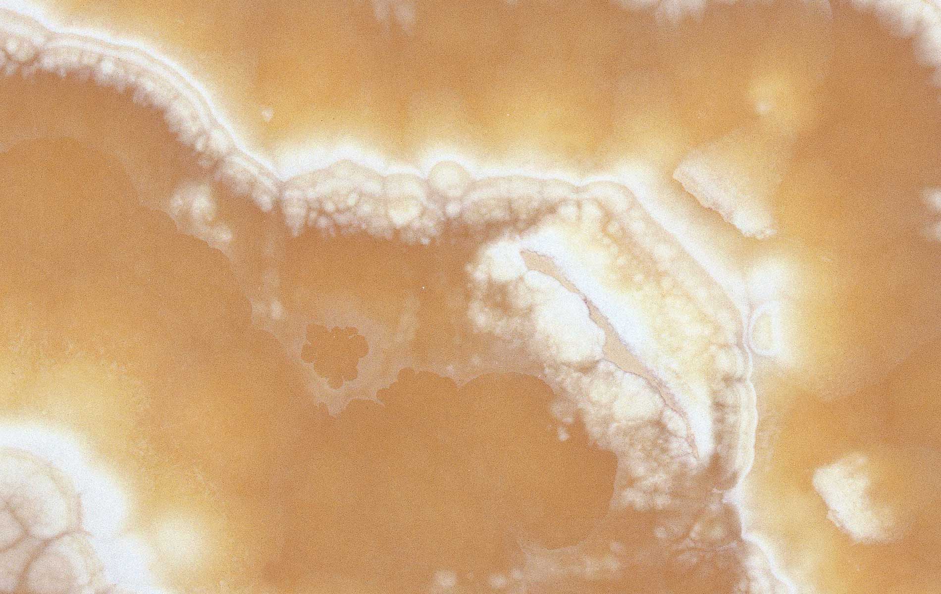 Zunino Marmi - Onice Alabastro