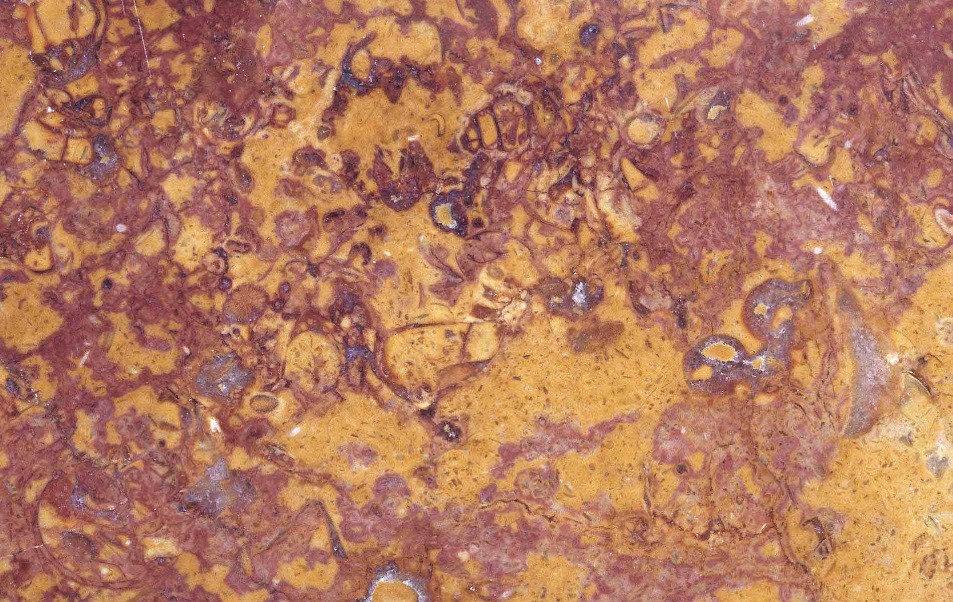 Zunino Marmi - Marmo Broccatello